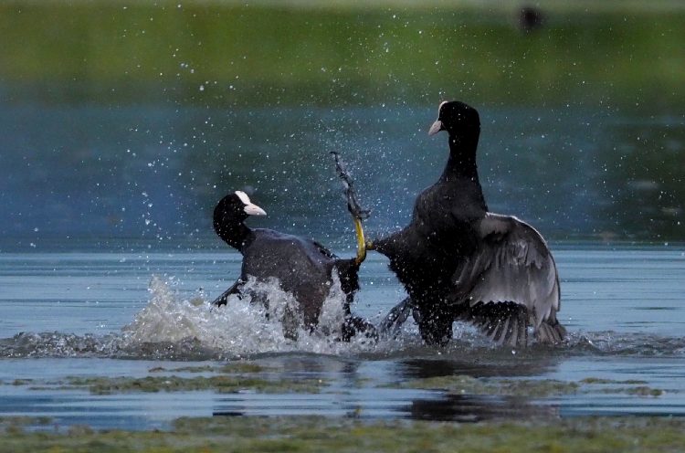 fotografare gli uccelli con la Mirrorless